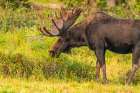 USA, Wyoming, Medicine Bow National Forest. Bull moose feeding in field. Art Print